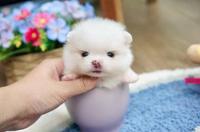 teacup Pomeranian puppies 