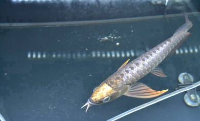 Blue base golden head 10 inch -wholesale price