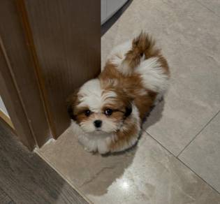 Shihpoo