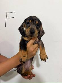 Dachshund purebred