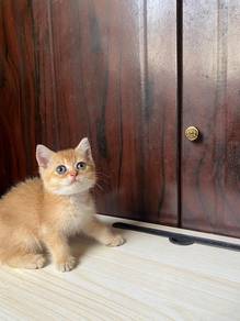 rehome bsh golden ny11