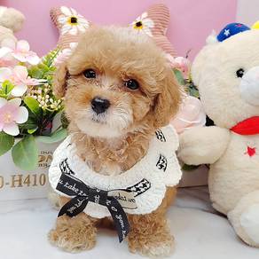 Poodle