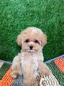 poodle
