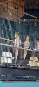 pikacu cocotaile
