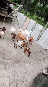 Anak kambing kampung sepasang 
