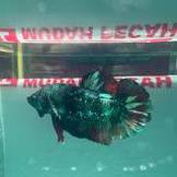 betta fish