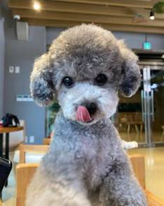 J9490 Winsome Poodle curly coat small medium sized