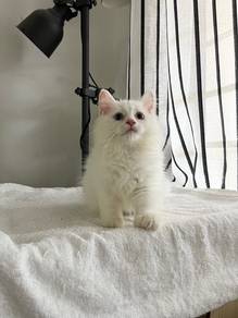 British Longhair Kitten