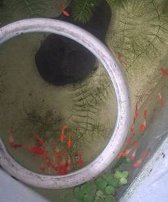 guppy albino koi red ear