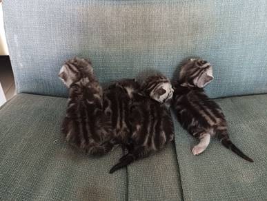 The Pure ASH american short hair kittens