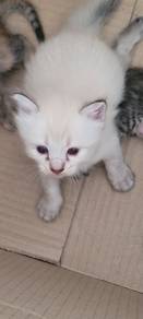 kucing parsi