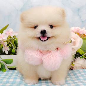 Pomeranian