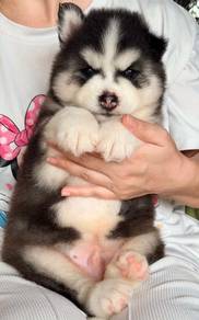 SIBERIAN HUSKY PUPPIES 🌻 NA14 Fluffy~Male Female