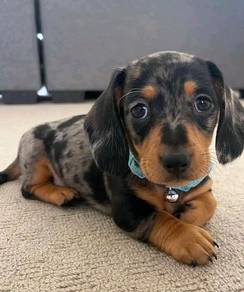 GGGs-2010 Mini Dachshund Dapple color puppy dog
