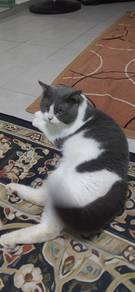 kucing bsh ori 