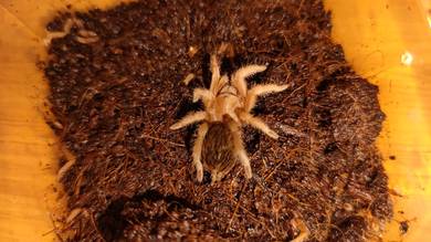 blood leg tarantula