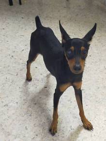 Mini pinscher stud mating 