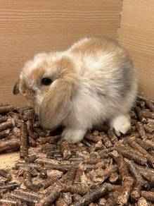 Holland Lop