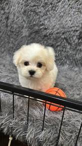 Cream MaltiPoo (Maltese mix Poodle)