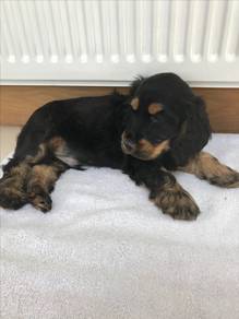 A5029 Tail-wagger English Cocker Spaniel Sweet Fac