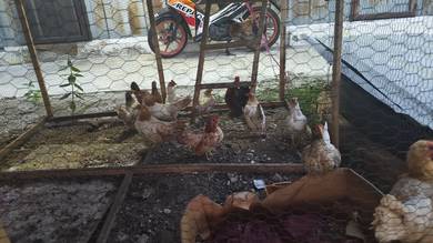 ayam seramah