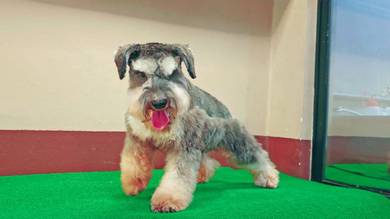 Miniature Schnauzer male Salt & Pepper
