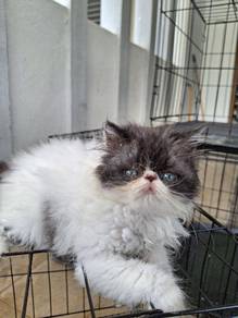 kucing untuk rehome
