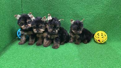 Pure Breed Yorkshire Terrier OFFER !