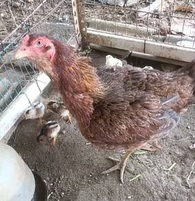 anak ayam 