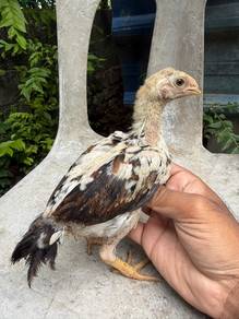 ayam Aseel parrotbeak 3ekr