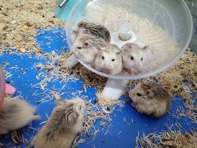 Hamster Roborovski