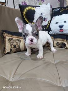 merle colour french bulldog