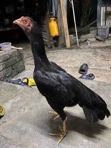 ayam ratu lhk