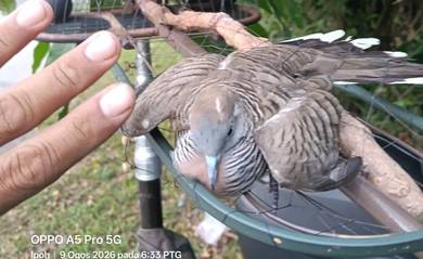 ketitir