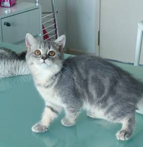 British short hair kitten