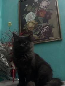Hitam Parsi