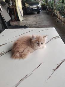 Kitten Mix Parsi