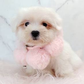 Maltese