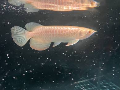 Albino Golden Arowana