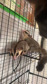 sugar glider