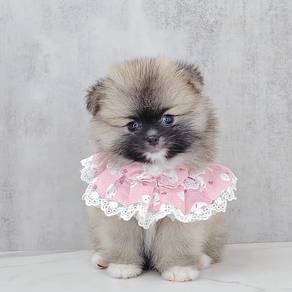 Pomeranian