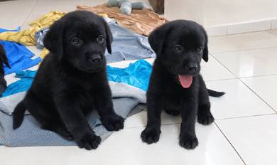 Labrador 