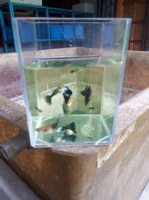 Guppy Silverado Hb Blue