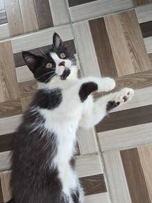 Bsh mix siberian