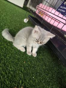 BSH British Shorthair