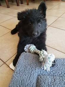 BVVL100 German Shepherd black awesome guard dog