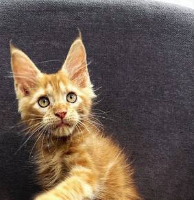 Purebred Male Mainecoon kitten. 