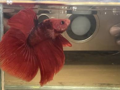 HM01 Betta Ikan Laga