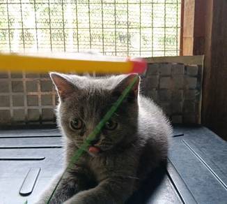 BSH male 3 bulan