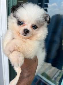 mini Pomeranian.